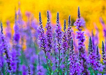 虚拟桌面扮演游戏《寓言传说》已在Steam平台推出试玩Demo 7月23日抢先体验推出